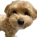 pet324더2379 | [대전] 유성구 원신흥동 도안동애견미용 가위컷 , 디테일펫