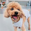 안녕댕댕쓰 이미지