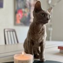 디퓨저 소이캔들 기술반 | 인더보썸 아로마100%고양이캔들 | 집사선물 추천 고양이향초