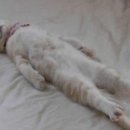 코우 이미지