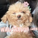 왈왈펫카페 | 라페스타 애견카페 / 귀여운 댕댕이들이 모여있는 왈왈펫카페 라페스타E동점 다녀온 내돈내간 솔직후기