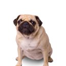 데이즈동물의료센터 이미지