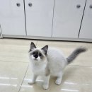 냥냥이 캔따개 이미지