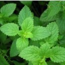 저녁아로마테라피 이미지