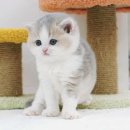 라온캣 잠실고양이분양 이미지