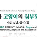 한국돼지유전자(K.P.G) 이미지