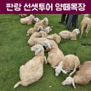 양지목장 | 나트랑 Day2 베나자 판랑선셋투어 part1 양떼목장