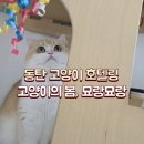 동탄 호수공원 고양이 장기 호텔링 묘랑묘랑 숙박 후기