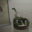 좋은나무숲유치원 | 이끼 숲 테라리움 E TYPE로 집안에 자연을! 유치원소녀 테라리움 DIY 키트 솔직 후기