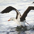 알바트로스 이미지