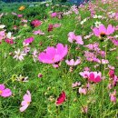 일직면행정복지센터 이미지