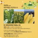 지금애월 이미지