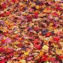 양지-3113 이미지