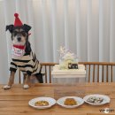 리잇 | 수원 애견카페 카페사개에서 강아지 생일파티 후기(멍집사 강아지케이크)