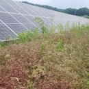 무성햇빛발전소 이미지