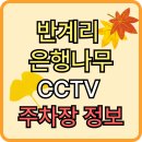 국도21호 은행나무길 | 반계리 은행나무 CCTV &amp; 주차장 정보 (+야간방문 꿀팁 &amp; 사진 명당까지!!)