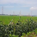 아산농장 이미지