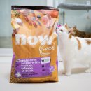 시니어프렌즈 | 노령묘 사료 나우 캣 프레쉬 시니어 내돈내산 급여 후기