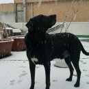 펫토피아(PETOPIA) 이미지