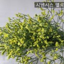 법인엔에프그린 | 하나장미농장)장미농장 (금요일) 5월21일 발송안내