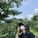 권가농장 | 경기 고양시 덕양구 체리체험농장 체리따기 체리앤베리 권가제면소 일산 명장시대 광명/ 저처럼 헛걸음...