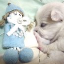 귀여운강아지 이미지