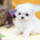 애견명가 이미지