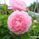 스트로베리힐 이미지