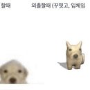 강아띠 이미지