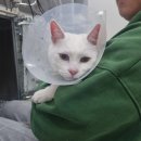 24시청주다옴동물의료센터 이미지