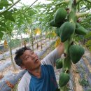 그린파파야 이미지