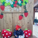 서야농장 | 광주 근교 아기랑 딸기체험, 고창 상하농원 예약 가격 체험 후기 까지
