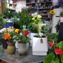 민플라워 이미지