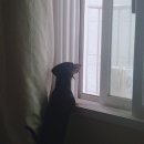 네이월 펫푸드 | 강아지 간식 추천: 네이월펫푸드 강아지 수제간식 (내돈내산후기)