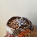 토리토토