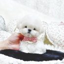 루비켄넬 | 성견 시 "역변없는 미니비숑분양 방법" 5가지 주의사항