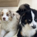 피스켄넬 이미지