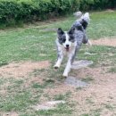 댄싱도그 이미지