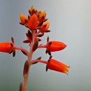 비룡태권도 | 경기도 시흥시 일직 비룡 태권도, 가는법, 후기, 연락처
