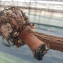 홍이농장 이미지