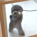쏘렌토 노래연습장 | [일상] 5월의 크리스마스