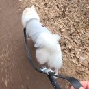 영경농장 | 전주애견목욕 중 대형견 목욕 우리집똥강아지 추천해요.