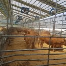 중추양계장 이미지