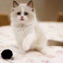 과천대로6나길 | 먼치킨고양이분양 후기 궁금하세요? 직접 분양받은 이야기