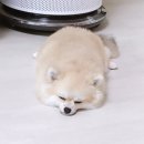 경기유치원 | [가평군커튼자바라블라인드] 애견유치원 시공 후기 _서울경기전문_ 커튼블라인드_[WITH:함께]_위드블라인드