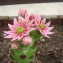 방태산솔마루 이미지