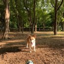 (주)정필