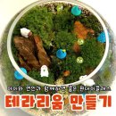 [백석]미니어쳐지도사 과정 | 순천 원데이클래스 추천 테라코브에서 만든 테라리움 대만족 힐링 체험 도마뱀 비바리움