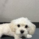댕댕 살롱 | 말티푸 배냇미용 후기 ♥ 부산 화명동 애견미용 라무라무펫살롱에서 예쁘게 변신