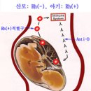 Rh로 표기되는 혈액형은 어떤 의미를 가지는가? 이미지